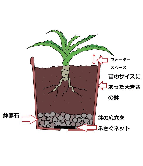 アロエベラの育て方 解決